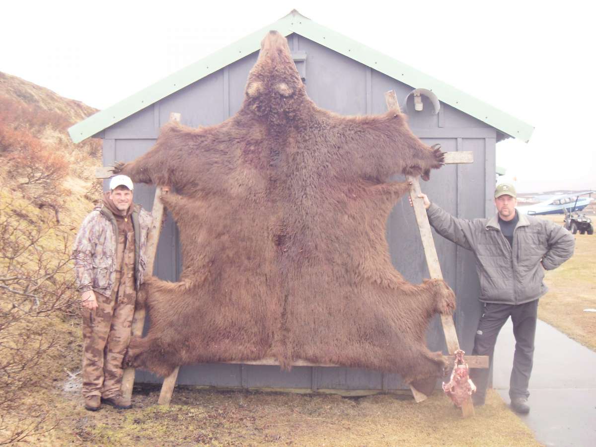 Alaska – Brown Bear