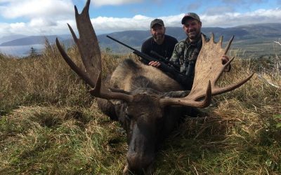 Newfoundland – Moose